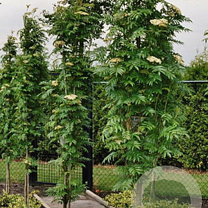 Sorbus Autumn Spire 250-300 cm draadkluit meerstammig 3-4 tak