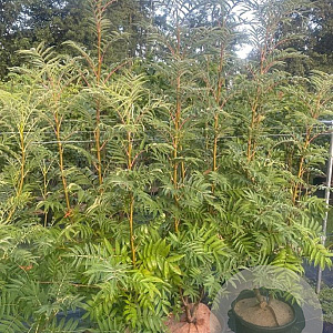 Sorbus 'Dodong' 175-200 cm 45L meerstammig