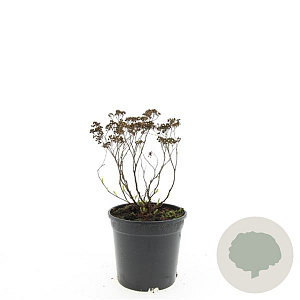 Spiraea jap. 'Albiflora' GM C1.3
