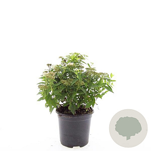 Spiraea jap. 'Albiflora' GM C1.3