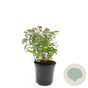 Spiraea jap. 'Albiflora' GM C1.3