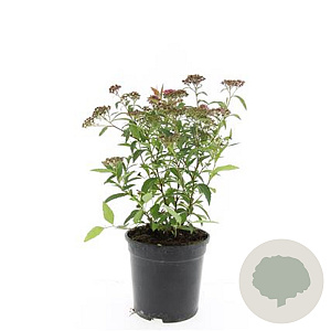 Spiraea jap. 'Anthony Waterer' GM C1.3