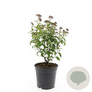 Spiraea jap. 'Crispa' GM C1.3