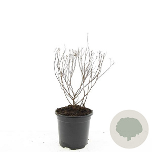 Spiraea jap. 'Crispa' GM C1.3