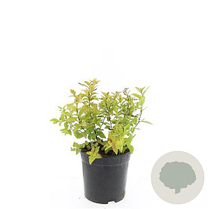 Spiraea jap. 'Firelight' GM C1.3