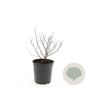 Spiraea jap. 'Firelight' GM C1.3