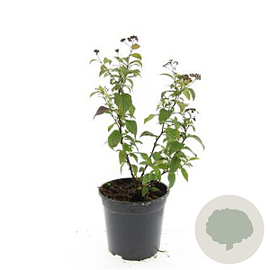Spiraea jap. 'Froebelii' GM C1.3