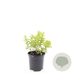 Spiraea jap. 'Golden Princess' GM C1.3