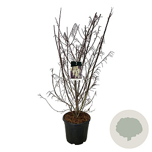 Stachyurus praecox 125-150 cm 30L extra