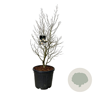 Stewartia pseudocamellia 125-150 cm cont. 55L extra