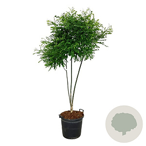 Styphnolobium japonicum 150-175 cm 30L extra