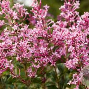 Syringa meyeri  'Pink Parfume' 50-60 cm 5,0L