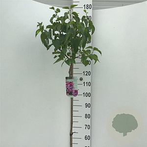 Syringa v. 'Michel Buchner' 120 cm stam 10L