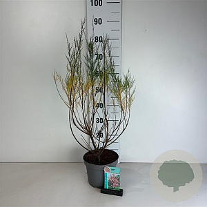 Tamarix tetrandra 50-60 cm 35L