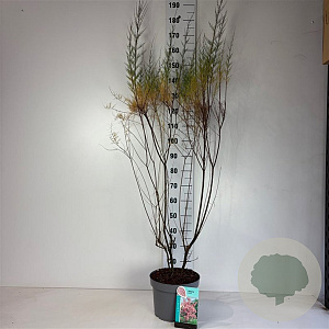 Tamarix tetrandra 100-125 cm 10L