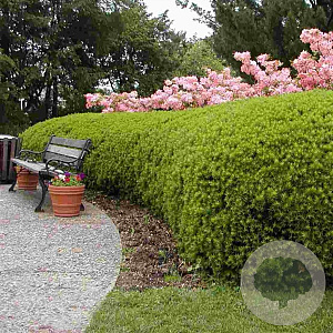 Taxus media 'Densiformis' 25-30 cm 3,5L