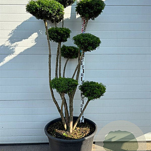 Taxus media 'Hicksii' 175-200 cm container pompon