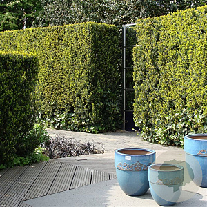 Taxus media 'Hillii' 60-80 cm 7,5L