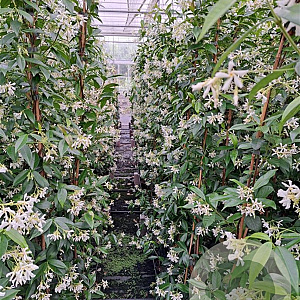 Trachelospermum jasminoides 125-150 cm 3,0L Gestokt