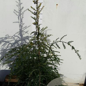 Tsuga canadensis 50-60 cm 7,5L