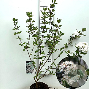 Viburnum burkwoodii 60-80 cm 5,0L
