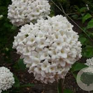 Viburnum carlesii 'Juddii' 125-150 cm 20L