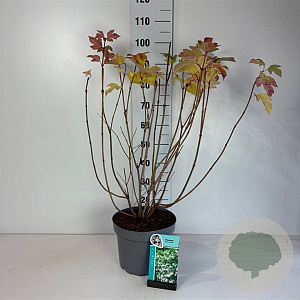 Viburnum opulus 'Roseum' 60-80 cm 10L