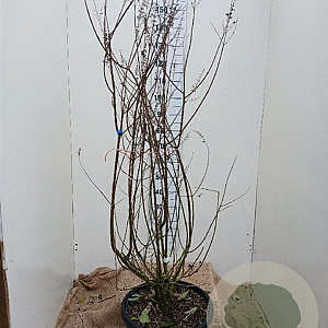 Vitex agnus-castus latifolia 150-175 cm 35L