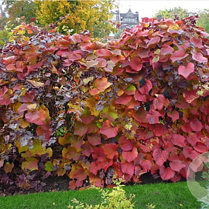 Vitis coignetiae 'Sunningdale' 200-250 cm 30L 3 stok