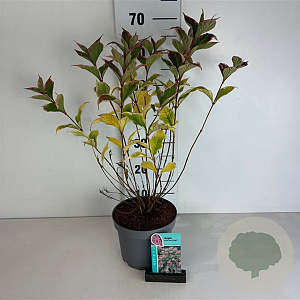 Weigela 'Nana Variegata' 40-50 cm 35L