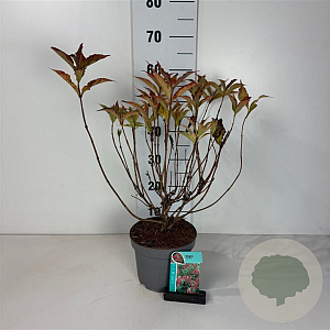 Weigela 'Red Prince' 40-50 cm 35L