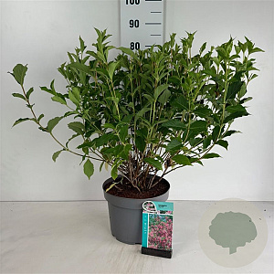 Weigela 'Styriaca' 80-100 cm 10L