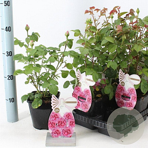 Rosa (F) Princess Claire of Belgium 10-15 cm C1.5