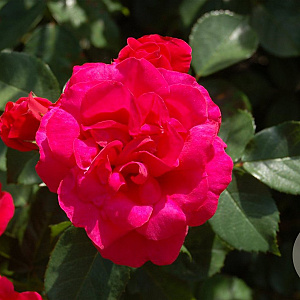 Rosa 'Rote Woge' A kwaliteit wortelgoed