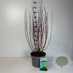 Cornus alba 'Elegantissima' 80-100 cm 10L