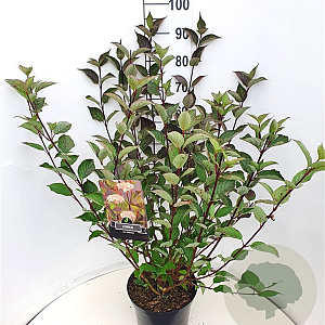 Cornus alba 'Kesselringii' 80-100 cm 10L