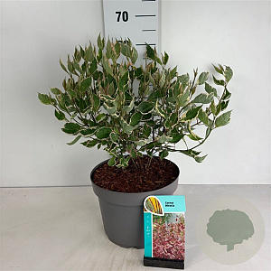 Cornus alba Miracle 80-100 cm 10L