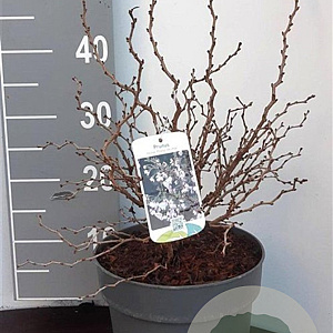 Prunus incisa 'Kojou-no-mai' 30-40 cm 5,0L