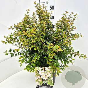 Prunus incisa 'Kojou-no-mai' 40-50 cm 10L