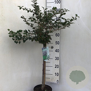 Prunus incisa 'Kojou-no-mai' 60 cm stam 5,0L