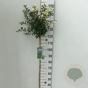 Prunus incisa 'Kojou-no-mai' 120 cm stam 7,5L