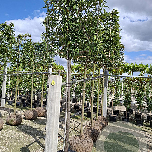Prunus l. 'Novita' 16-18 HO container 190 stam lei 150x150