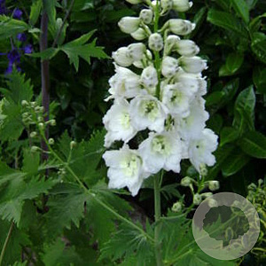Delphinium 'Magic Fountains White' GM 2,0L