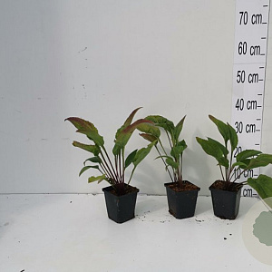 Echinacea purpurea GM P9