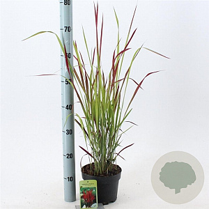 Imperata "Red Baron" 20-25 cm 2,0L