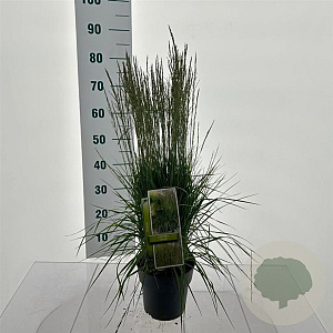 Molinia caerulea 'Torch' GM C3