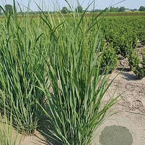 Panicum virgatum 'Northwind' GM P9