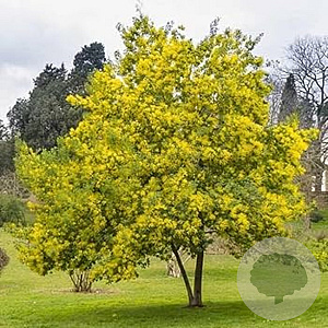 Acacia dealbata 250-300 cm draadkluit meerstammig 3-4 tak