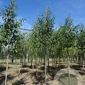 Alnus cordata 10-12 HO draadkluit 3 X verplant