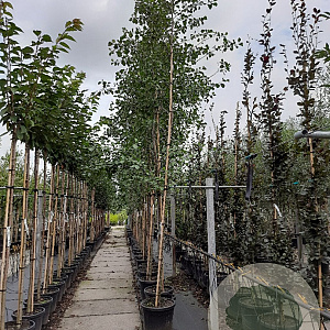 Alnus glutinosa 12-14 HO container
